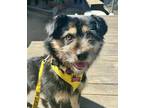 Adopt Rosanna IN LA!!! a Black - with Tan, Yellow or Fawn Border Terrier / Jindo