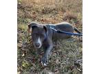Adopt Flint a Gray/Silver/Salt & Pepper - with White Pit Bull Terrier / Mixed