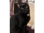 Adopt Luna Moonstone a Black (Mostly) Bombay (short coat) cat in Los Angeles