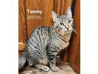 Adopt Tammy a Brown Tabby Domestic Shorthair / Mixed (short coat) cat in