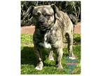 Adopt COH Lucas a Brindle Pug / Terrier (Unknown Type, Small) / Mixed dog in