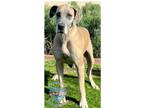 Adopt Chantilly a Tan/Yellow/Fawn Great Dane / Mixed dog in Inglewood