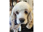Adopt Joe a White - with Red, Golden, Orange or Chestnut Cocker Spaniel / Mixed