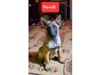Adopt Havok a Tan/Yellow/Fawn - with Black Belgian Malinois / Mixed dog in