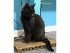 Adopt Rooster a Gray or Blue Domestic Shorthair (short coat) cat in Manchester
