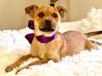 Adopt Clementine a Tan/Yellow/Fawn Terrier (Unknown Type