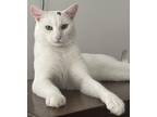 Adopt Karma a White Domestic Shorthair (short coat) cat in Manchester
