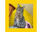 Adopt Miss Molly a Brown Tabby Domestic Shorthair / Mixed cat in Phillipsburg