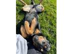 Adopt Leia a Black - with Brown, Red, Golden, Orange or Chestnut Rottweiler /