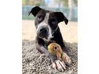 Adopt Sookie a Black - with White Staffordshire Bull Terrier / Mixed dog in