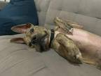 Adopt Bodhi a Brindle Plott Hound / Mixed dog in New York, NY (40999780)