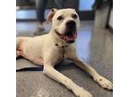 Adopt Travis a White Golden Retriever / Mixed Breed (Medium) / Mixed (short