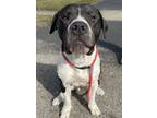 Adopt Carson a Black - with White American Staffordshire Terrier / Mixed dog in