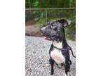 Adopt Peggy Sandwich a Black - with White Catahoula Leopard Dog / Pit Bull