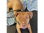 Adopt Coffee a Brown/Chocolate - with White American Staffordshire Terrier /