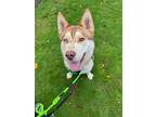 Adopt Perry a White Husky / Mixed Breed (Medium) / Mixed (short coat) dog in