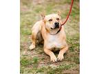 Adopt Prisha a Labrador Retriever / Mixed dog in Murphysboro, IL (40999085)