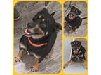 Adopt April a German Pinscher / Mixed dog in LaBelle, FL (40998923)