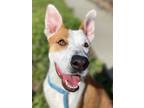 Adopt Terra a White - with Red, Golden, Orange or Chestnut Australian Cattle Dog