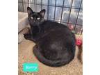 Adopt Kerry a Domestic Shorthair / Mixed (short coat) cat in Richmond