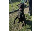 Adopt Bodi a Brindle Mixed Breed (Small) / Mixed Breed (Medium) / Mixed (short