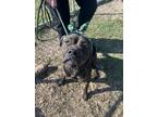 Adopt Bindi a Brindle Mixed Breed (Small) / Mixed Breed (Medium) / Mixed (short