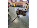 Adopt Coco a Gray/Blue/Silver/Salt & Pepper American Pit Bull Terrier dog in