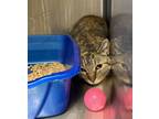 Adopt Daphne a Brown Tabby Domestic Shorthair / Mixed Breed (Medium) / Mixed