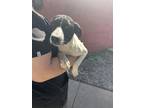 Adopt Winnie a White German Shorthaired Pointer / Mixed Breed (Medium) / Mixed