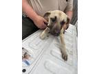 Adopt Abby a Tan/Yellow/Fawn Black Mouth Cur / Mixed Breed (Medium) / Mixed