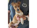Adopt Porsche a Tan/Yellow/Fawn - with White Mountain Cur / Shepherd (Unknown