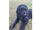 Adopt Milo a Black Newfoundland / Poodle (Standard) / Mixed dog in Sacramento