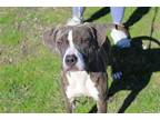 Adopt Diamond C a American Staffordshire Terrier / Mixed dog in Abbeville