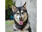 Adopt Thor a Alaskan Malamute / Siberian Husky / Mixed dog in Vallejo