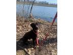 Adopt Talos a Black - with White Labrador Retriever dog in Linton, IN (40598863)