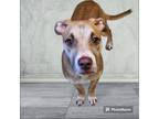 Adopt Peeps a Tan/Yellow/Fawn Pit Bull Terrier / Mixed dog in New Castle