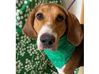 Adopt Jolene a Tricolor (Tan/Brown & Black & White) Treeing Walker Coonhound /