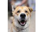 Adopt Clifford a White Alaskan Malamute / Mixed Breed (Medium) / Mixed (medium
