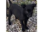 Adopt Cruz a Black - with White Rottweiler / Mixed dog in Gilbert, AZ (40995388)