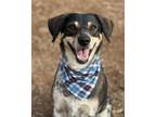 Adopt Amos a Catahoula Leopard Dog / Labrador Retriever / Mixed dog in Phoenix