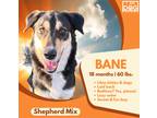 Adopt Bane a Tricolor (Tan/Brown & Black & White) Collie / German Shepherd Dog /