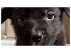 Adopt Berkeley a Tricolor (Tan/Brown & Black & White) Rottweiler / Mixed dog in