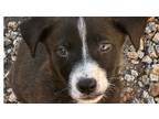 Adopt Alcatraz a Brown/Chocolate Rottweiler / Mixed dog in Gilbert