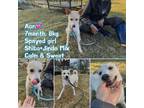 Adopt Aon a White - with Tan, Yellow or Fawn Shiba Inu / Jindo / Mixed dog in