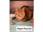 Adopt Lucille a Orange or Red Domestic Shorthair / Mixed Breed (Medium) / Mixed