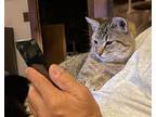 Adopt Alonzo a Brown Tabby Domestic Shorthair / Mixed (short coat) cat in