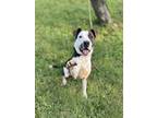 Adopt Rolo a Brown/Chocolate - with White Pit Bull Terrier / Labrador Retriever