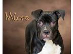 Adopt Micro a Black Pit Bull Terrier / Mixed dog in Somerset, PA (40994399)