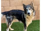 Adopt Lakota a Gray/Silver/Salt & Pepper - with White Alaskan Malamute / Mixed