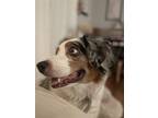 Adopt Blue a Merle Australian Shepherd / Mixed dog in San Diego, CA (40201580)